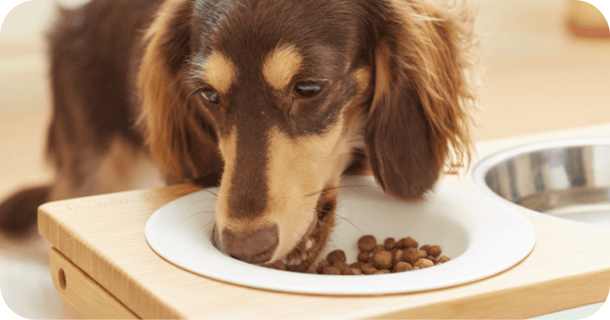 フードを食べるワンちゃんの画像