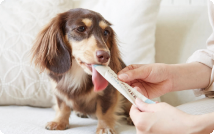 ケアピューレを舐める犬