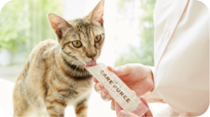 ケアピューレを舐める猫