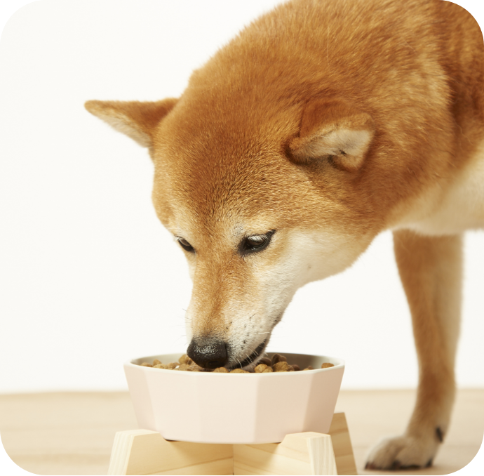 みんなのごはんを食べるワンちゃんの画像