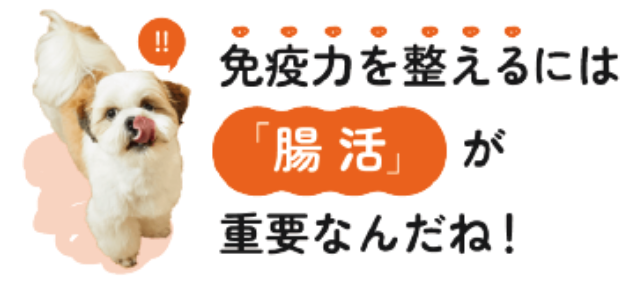 免疫力を整えるには「腸活」が重要なんだね！